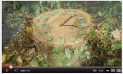 Varje minut försvinner skog motsvarande en yta av 25 fotbollsplaner. Se UNDP:s youtube-film "What's the sound of a tree not falling"