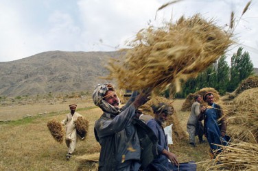 Några jordbrukare hjälps åt att skörda vete i Badakhstan, Afghanistan. UN/Photo, WFP.